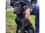Adopt Kano a Labrador Retriever, German Shepherd Dog