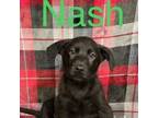 Adopt Nash a Labrador Retriever, German Shepherd Dog