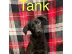 Adopt Tank a Labrador Retriever, German Shepherd Dog