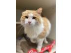 Adopt Beocca a Domestic Long Hair