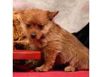 Adopt Red a Yorkshire Terrier, Pomeranian