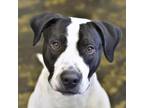 Adopt Chance a English Pointer, Mixed Breed