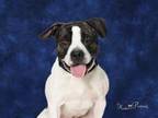 Adopt TOD a Boxer, Pit Bull Terrier
