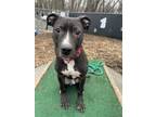 Adopt Webster a Pit Bull Terrier