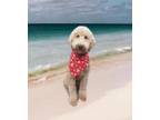 Adopt Marshall a Goldendoodle