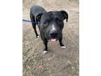 Adopt TIPTOE a Pit Bull Terrier, Mixed Breed