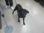 Adopt YZMA a Pit Bull Terrier, Labrador Retriever