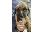 Adopt Marshalls a Black Mouth Cur, Mountain Cur
