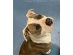 Adopt SHE-RA a Pit Bull Terrier