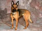 Adopt DORY a German Shepherd Dog, Mixed Breed