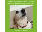 Adopt Lemon Squeezy a Beagle