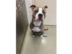 Adopt Kumba a Pit Bull Terrier, Mixed Breed
