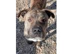 Adopt Ralphie a Pit Bull Terrier, Mixed Breed