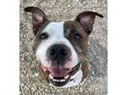 Adopt 51860419 a Pit Bull Terrier, Mixed Breed