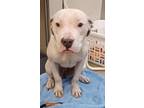 Adopt Oink a Pit Bull Terrier, Mixed Breed
