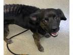 Adopt Rylee a Mixed Breed