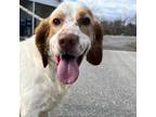 Adopt Buster a English Setter