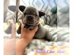 French Bulldog PUPPY FOR SALE ADN-546862 - Lilac Female French Bulldog Puppy For