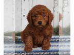Poodle (Toy) PUPPY FOR SALE ADN-546299 - AKC Toy Poodle For Sale Millersburg OH