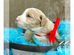 Goldendoodle PUPPY FOR SALE ADN-546413 - 35 pounds as adult tan and white