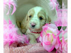 Goldendoodle PUPPY FOR SALE ADN-546419 - 38 pounds as adult tan and white