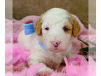 Goldendoodle PUPPY FOR SALE ADN-546446 - Gold and White parti Goldendoodle girl