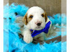 Goldendoodle PUPPY FOR SALE ADN-546460 - Red and White parti Goldendoodle boy