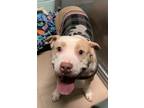 Adopt Koffe a Pit Bull Terrier