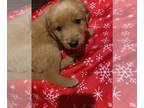 Golden Retriever PUPPY FOR SALE ADN-546788 - Golden retriever puppy