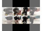 American Pit Bull Terrier-Labrador Retriever Mix PUPPY FOR SALE ADN-546314 - Lab