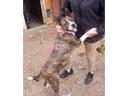 Adopt Rubble a Catahoula Leopard Dog