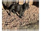 French Bulldog PUPPY FOR SALE ADN-546795 - AKC Grand Champion and Foreign