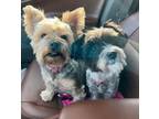 Adopt Bella and Gertie a Yorkshire Terrier
