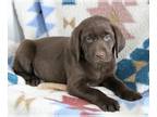 Labrador Retriever PUPPY FOR SALE ADN-546763 - AKC Littter of 11 Chocolate Labs