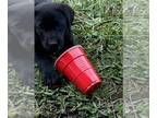Labrador Retriever PUPPY FOR SALE ADN-546246 - Labrador puppies