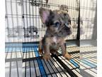 French Bulldog PUPPY FOR SALE ADN-546514 - French bulldog puppies