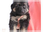 German Shepherd Dog PUPPY FOR SALE ADN-546638 - Golden Standard German Shepherds