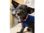 Adopt Molly a Poodle