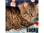 Adopt Lucky a Maine Coon, Domestic Short Hair