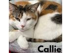 Adopt Callie a American Shorthair