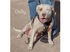 Adopt Dolly the Staffie Mix a American Staffordshire Terrier