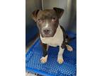 Adopt Goose a Staffordshire Bull Terrier