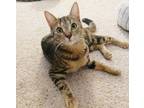 Adopt Charley a Tabby, Bengal