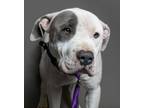 Adopt Ceasar a American Staffordshire Terrier