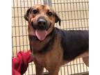 Adopt Tibby a Mixed Breed