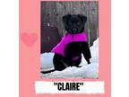 Adopt CLAIRE a Black Labrador Retriever, Golden Retriever