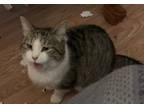 Adopt Biscuit a Tabby, Snowshoe