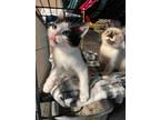 Adopt Coffee and Cookie a Siamese, Tabby