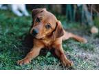 Adopt Tiana a Beagle