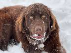 Adopt Beaker a Newfoundland Dog